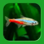 Tropical Fish Tank – Mini Aqua